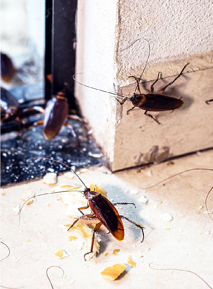 cockroaches control