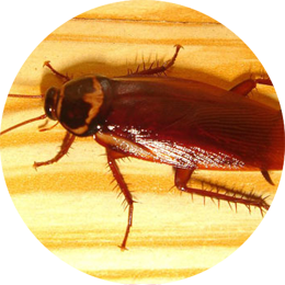 Cockroach Control in Mumbai