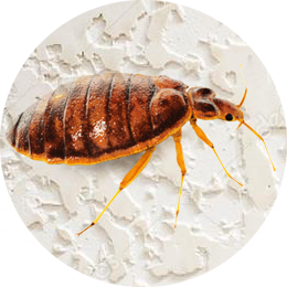 Bed Bugs Treatment in Mumbai
