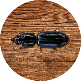 Wood Borer Control in Mumbai