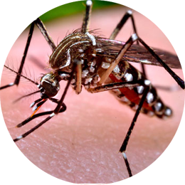 Mosquito Control Treatment