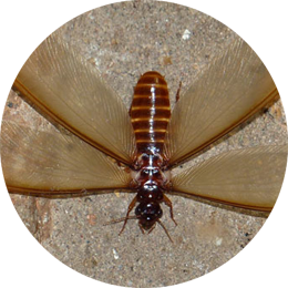 Termite Control in Mumbai