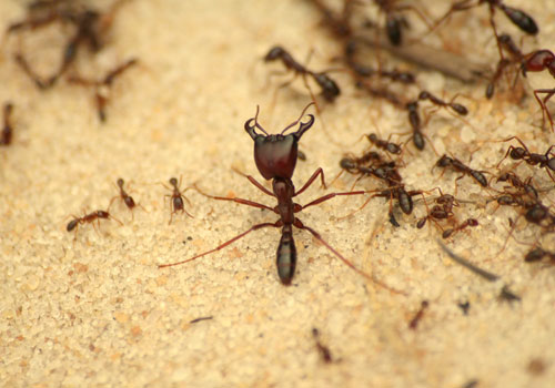 Ant Control