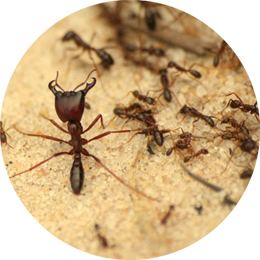 Ant Control in Mumbai