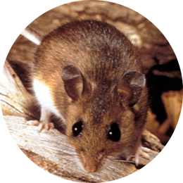 Rodent Control in Mumbai