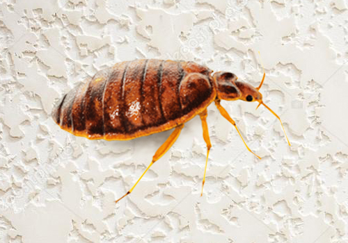 Bed bugs treatment
