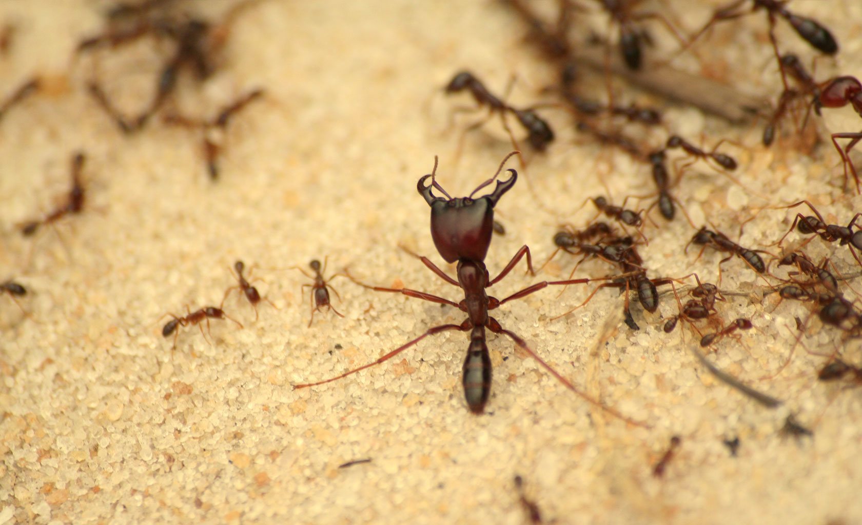 Pest Control Services Mumbai