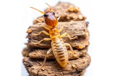 Anti Termite Control Services